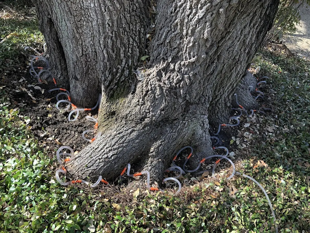 Detailed Shrub and Hedge Trimming job site in North Walpole