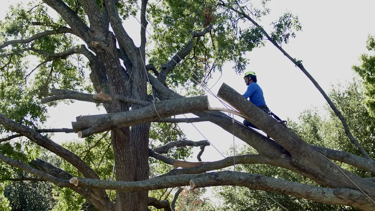 Professional Crown Thinning performed by certified arborists in North Walpole