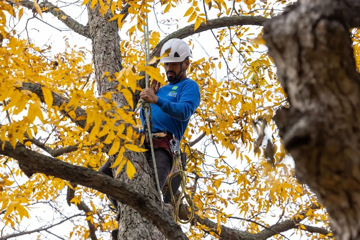Skilled Storm Damage Cleanup crew working in North Walpole